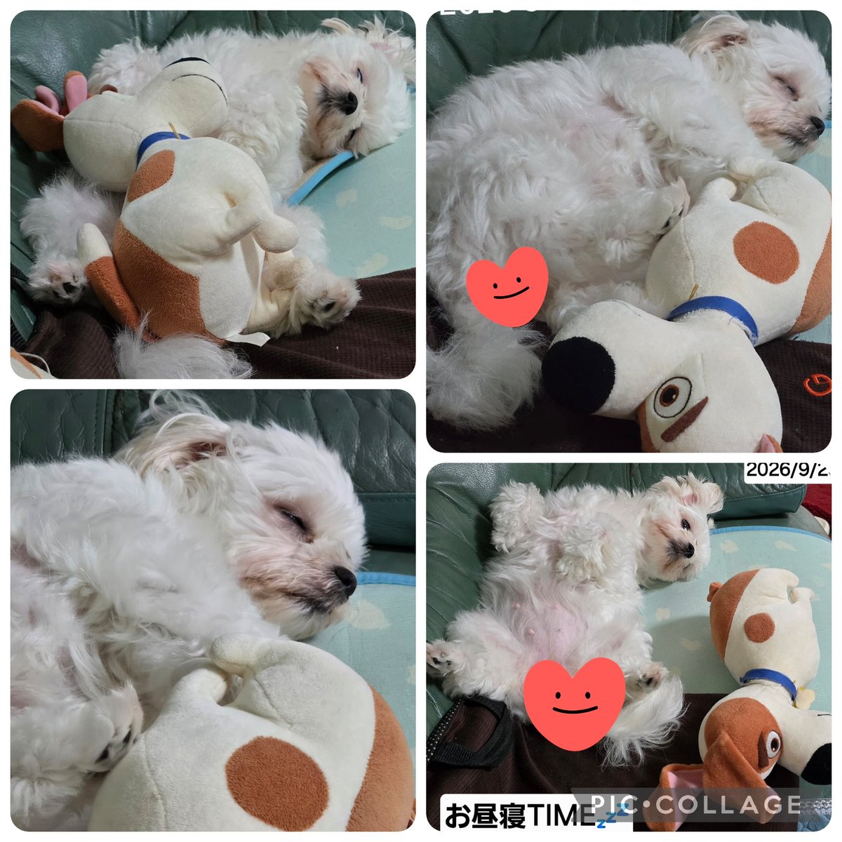 melonpan602's tweet photo. 彗ちゃん:お昼寝TIME💤 https://t.co/TgTnTrfbsQ