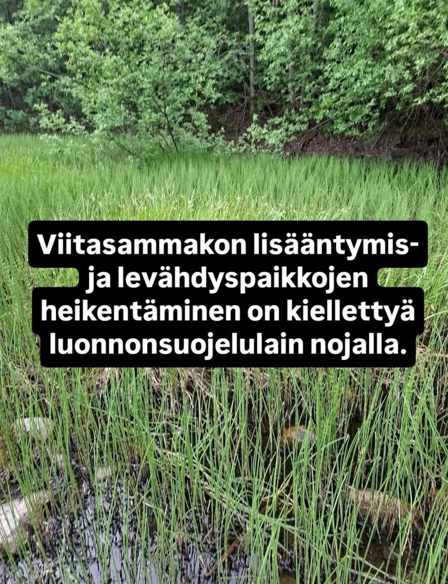 kaisaleena63_'s tweet photo. Samaan aikaan, kun @Ullavaan valittaa hallitukselle metsien suojelusta, hän on itse päättänyt Vantaan kaupunginhallituksen PJ:n ominaisuudessa kaataa satoja hehtaareja metsiä ympäri Vantasta, tuhoten harvinaisten eläinlajien asuinalueet luonnonsuojelulain vastaisesti. https://t.co/IQRm1Ihj40