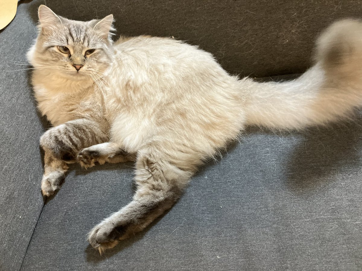 yunynto's tweet photo. the 猫って感じの表情がたまらなくかわいい🧡
ディズニーアニメに出てきそう🐈 https://t.co/GL5fQJB3uK