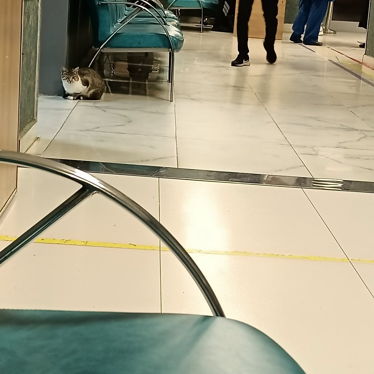 KediTehlikesi's tweet photo. Sakarya Hendek Devlet Hastanesi acil servisinde hijyen yok sayılıyor. Başıboş kediler odalarda cirit atıyor, kimseden ses yok. Göreve davet ediyoruz: @saglikbakanligi @tcbestepe @TC_icisleri @sagliklicozum https://t.co/0U0PyfFaTR