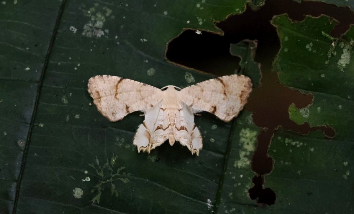FritillaryLilly's tweet photo. #Moths #Indonesia #Sumatra #lepidoptera #ento #Entomology #TwitterNatureCommunity #insects #bugs #invertebrates https://t.co/sDBeXZwVS4