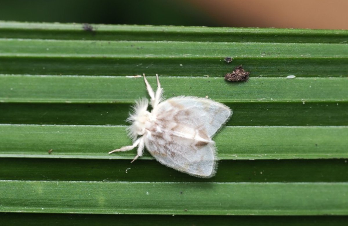 FritillaryLilly's tweet photo. #Moths #Indonesia #Sumatra #lepidoptera #ento #Entomology #TwitterNatureCommunity #insects #bugs #invertebrates https://t.co/sDBeXZwVS4