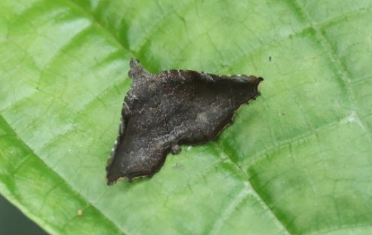FritillaryLilly's tweet photo. #Moths #Indonesia #Sumatra #lepidoptera #ento #Entomology #TwitterNatureCommunity #insects #bugs #invertebrates https://t.co/sDBeXZwVS4
