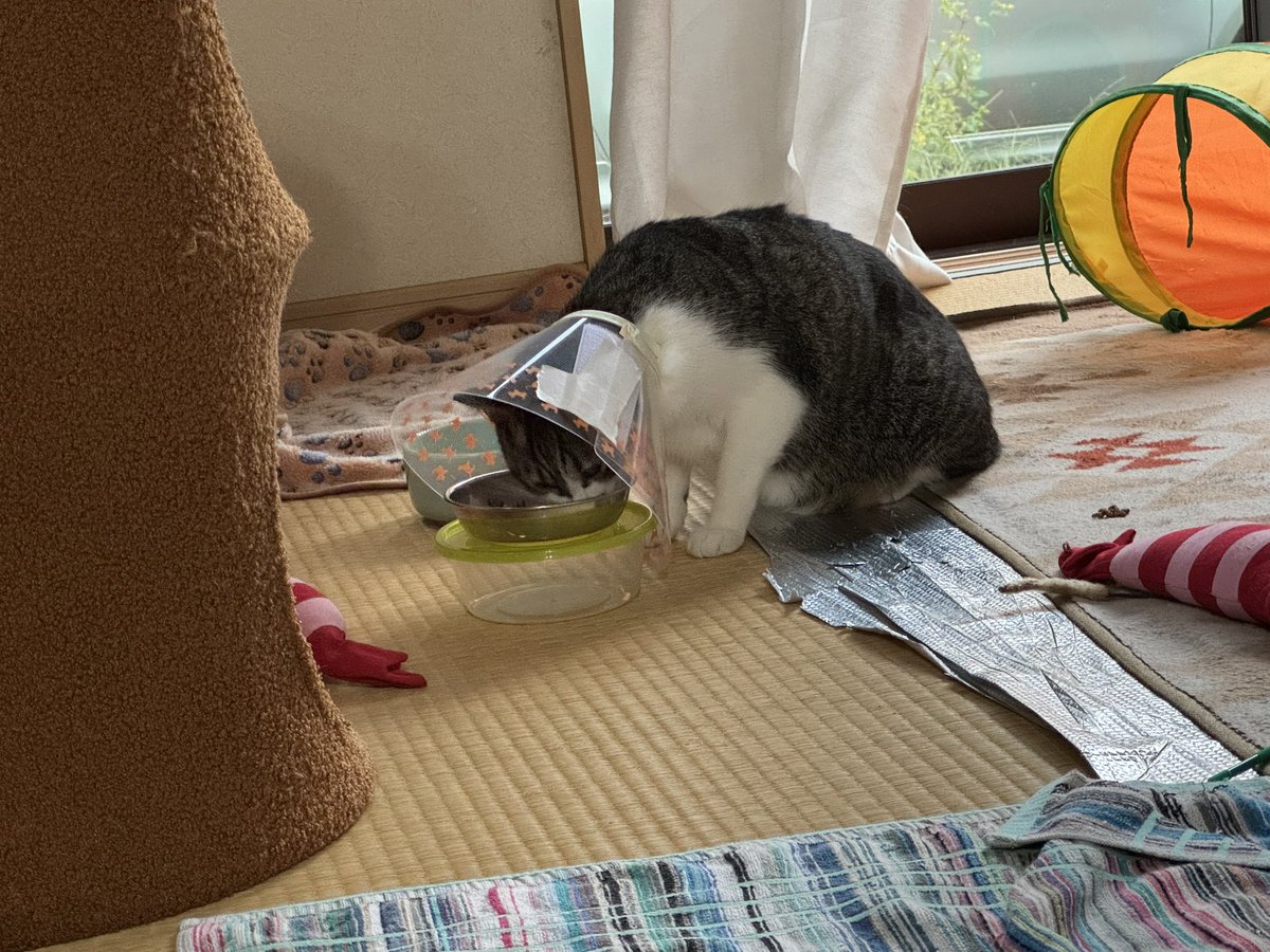 kirushu2's tweet photo. 猫との暮らし2年259日目
エリザベスカラーでご飯を食べるボタン君。
最初は暴れてたけどエリザベスカラーにも慣れてきた😺
#保護猫 #譲渡会 #猫好きさんと繫がりたい  #ねこのいる暮らし https://t.co/7C9IU4hFza