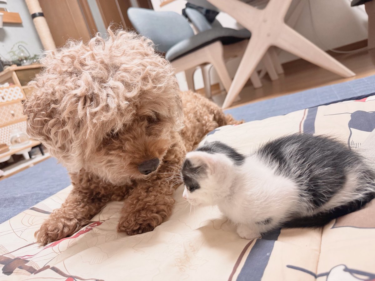 athina_2021's tweet photo. ハチワレ？！ちゃんがやってきた！
誰もシャー言わない平和なご挨拶。
リクは嬉しくて離れようとしない https://t.co/Dndgo8L8zQ
