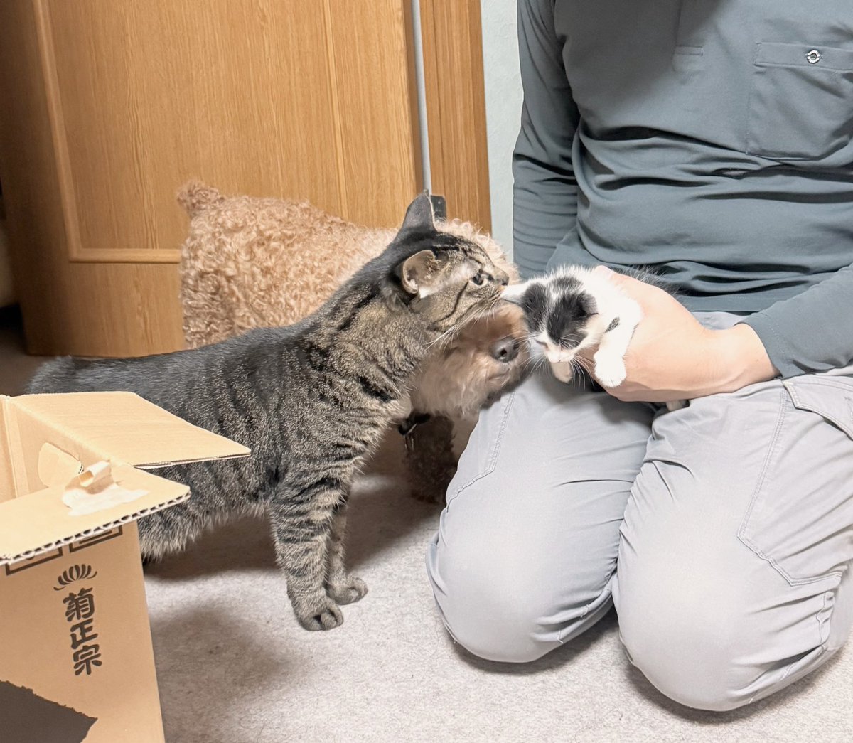 athina_2021's tweet photo. ハチワレ？！ちゃんがやってきた！
誰もシャー言わない平和なご挨拶。
リクは嬉しくて離れようとしない https://t.co/Dndgo8L8zQ