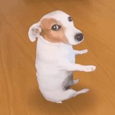 pakuwooo's tweet photo. Me watching my portfolio go up 100%. $SDOG https://t.co/tylNudxJRN