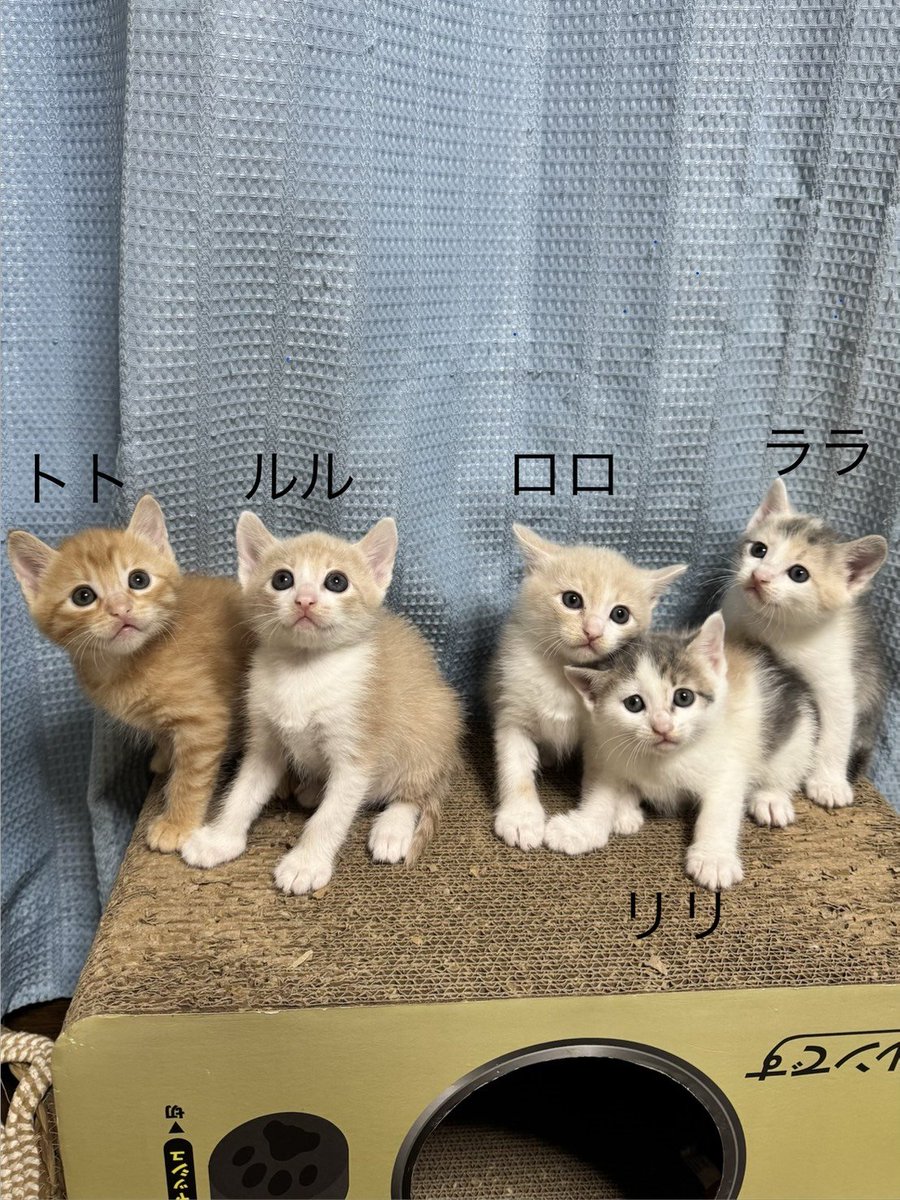 P5Ylle6okT1636's tweet photo. きなこおかあさんの子ども達はみな立派に大きくなり、きなこさんはポスターになりました。
子猫達はワクチンが打てる大きさではないのでまだ譲渡会に出られませんが、素敵な家族が見つかるといいなぁ。 https://t.co/9WfztblfIT