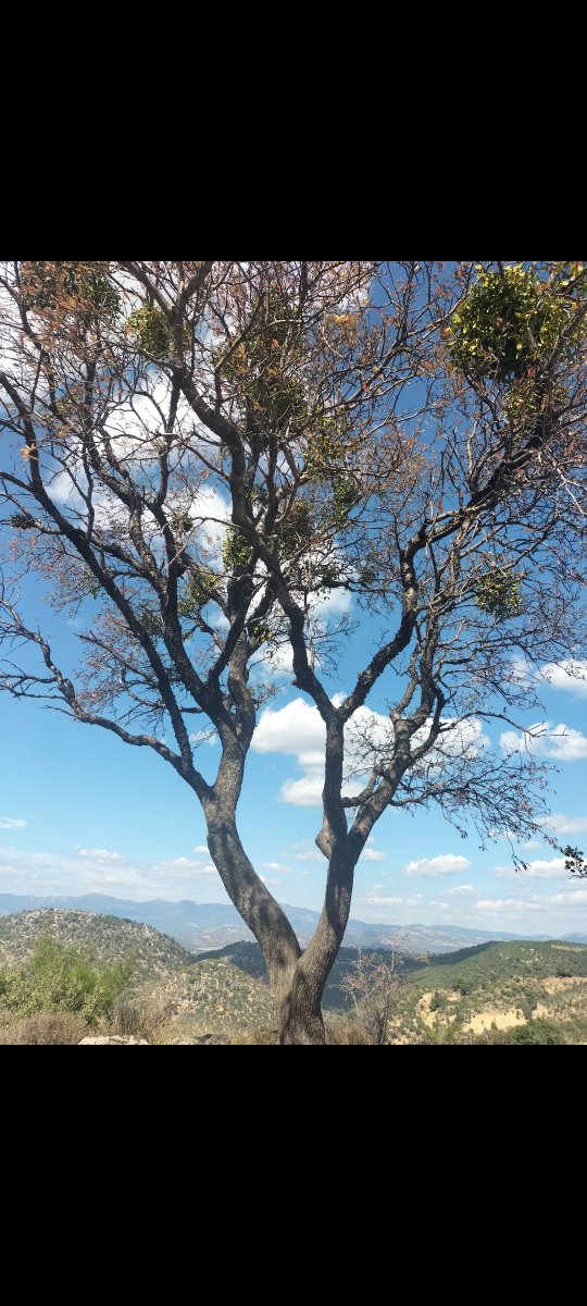 Zahide56131807's tweet photo. Gözüm yükseklerde ama, bildiğiniz gibi değil :)
Hayırlı haftalar ✿
#pazartesi #doğa #anda 🌳🌲🌴 https://t.co/4d1hVqotgQ