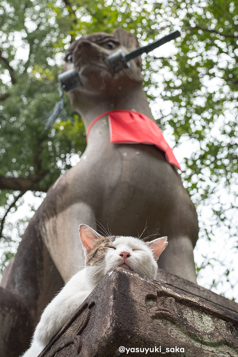 yasuyuki_saka's tweet photo. ねこ。 #猫 #ねこ #cat #猫写真 https://t.co/VzjL45EtlG