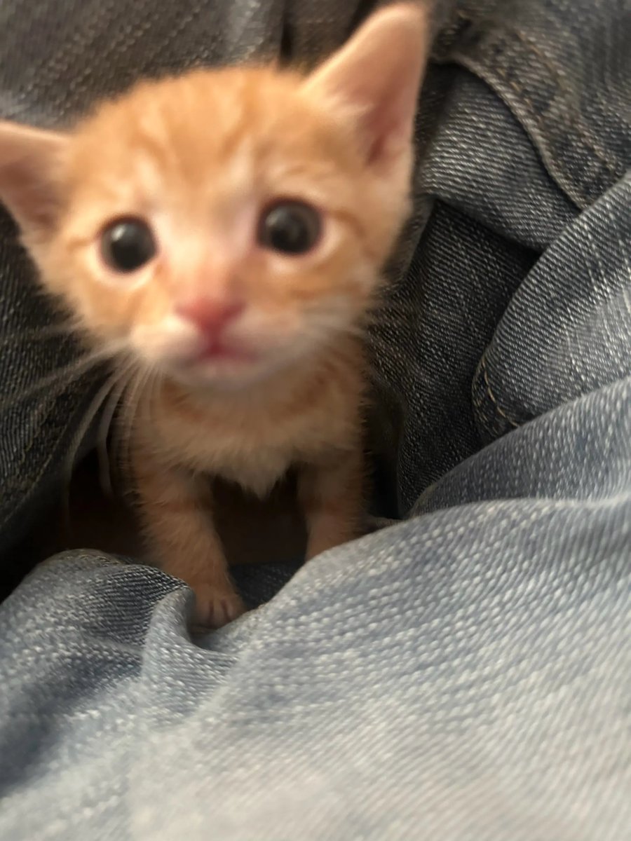 catsloversclubx's tweet photo. “POV: Mom said there are no more treats.” 🥺 https://t.co/UQ0Bd8UpcP