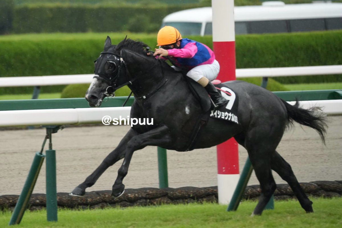 shipuu_'s tweet photo. 26/09/27 阪神競馬場　9R 兵庫特別

逃げて逃げて、2着
惜しかった( ᵒ̴̶̷᷄꒳ᵒ̴̶̷᷅ )
#メイショウナルカミ
#ゴールドシップ産駒 https://t.co/uLysWYXXCq