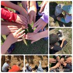 Photo by William Cobbett Primary School (@WCPSFarnham)