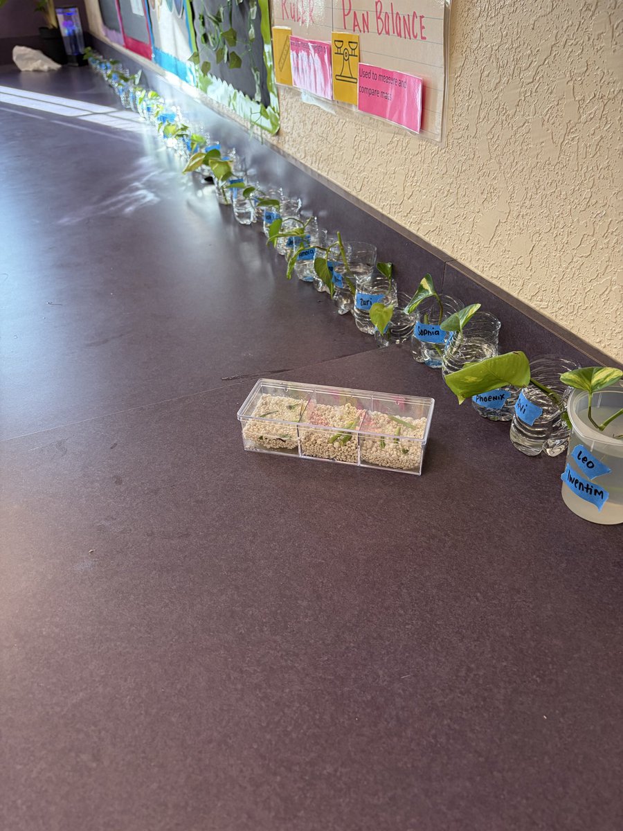 SamStack165's tweet photo. Today we start our Propagation Investigation!  🌱 Stay tuned for roots! By the end of our plant unit everyone will be taking home their very own piece of our classroom! 💚 @ElbridgeGaleES https://t.co/1bJS6HtAYX