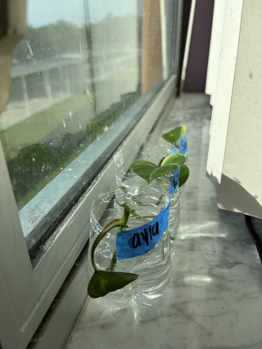 SamStack165's tweet photo. Today we start our Propagation Investigation!  🌱 Stay tuned for roots! By the end of our plant unit everyone will be taking home their very own piece of our classroom! 💚 @ElbridgeGaleES https://t.co/1bJS6HtAYX