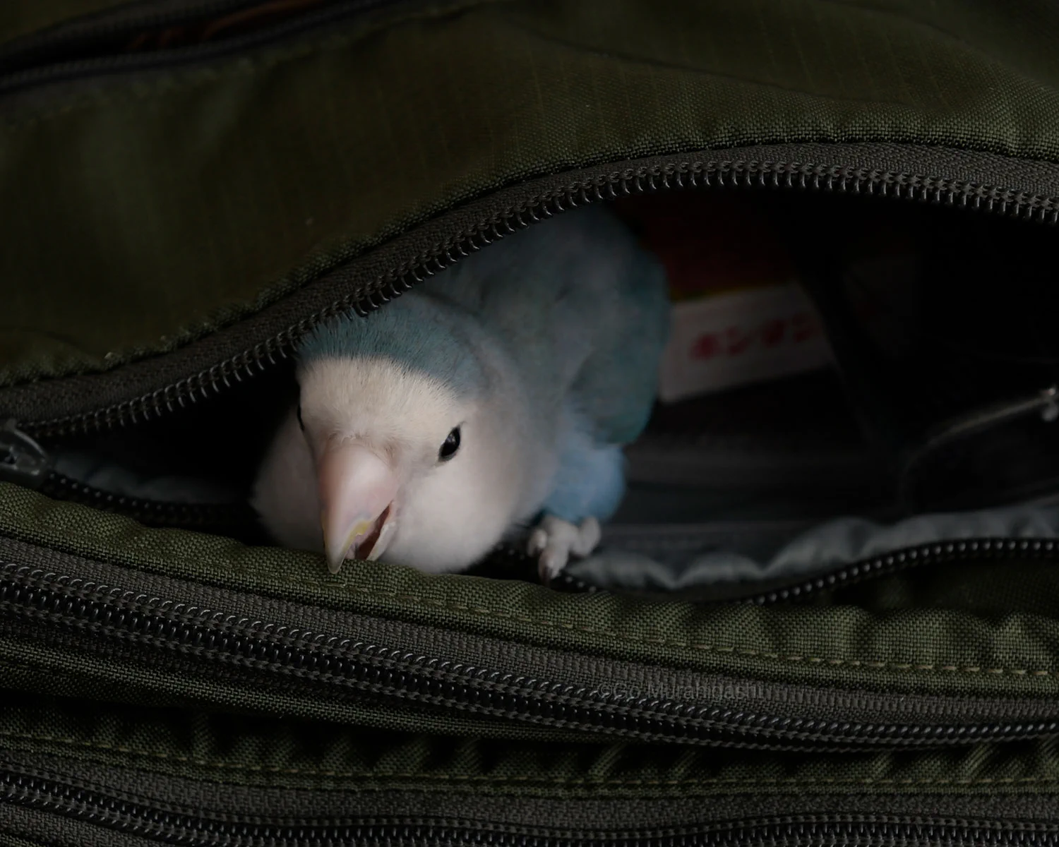 村東剛 (おと写真館) インコのらくちゃんカレンダー2027発売中