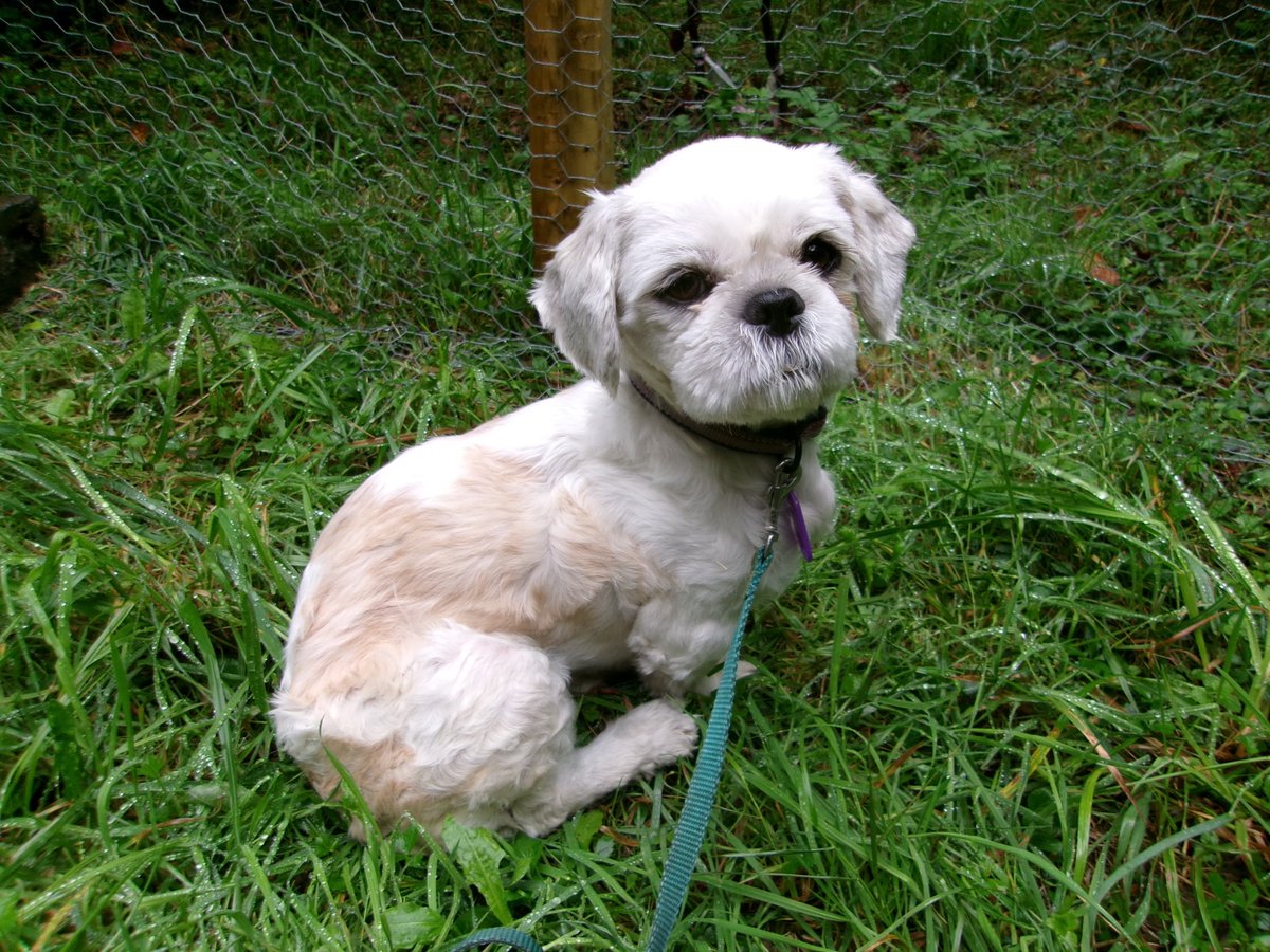 MissingPetsGB's tweet photo. 🐕‍🦺 #MISSING DOG *COTTON* #CEREDIGION AREA
SHIH TZU

📍 Last seen #Llandysul, #SA44
📅 Lost: Saturday 26 September 2026, 9:30am0
🐕 Adult female Shih Tzu, 5 years old
❤️ Red &amp; white
⚠️ Cotton is extremely nervous and is under rescue.

❗ PLEASE DO NOT ATTEMPT TO CATCH HER #WALES https://t.co/oi3xQt64hi
