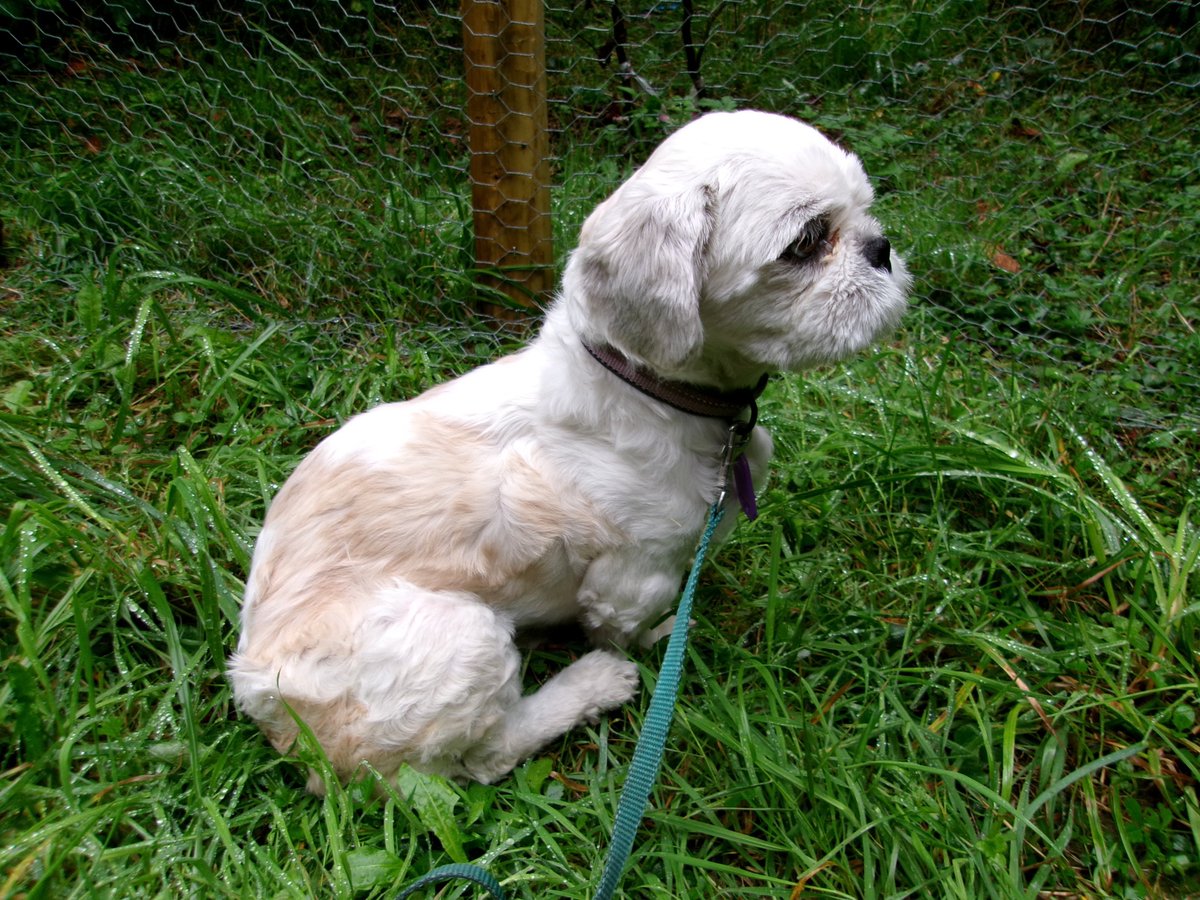 MissingPetsGB's tweet photo. 🐕‍🦺 #MISSING DOG *COTTON* #CEREDIGION AREA
SHIH TZU

📍 Last seen #Llandysul, #SA44
📅 Lost: Saturday 26 September 2026, 9:30am0
🐕 Adult female Shih Tzu, 5 years old
❤️ Red &amp; white
⚠️ Cotton is extremely nervous and is under rescue.

❗ PLEASE DO NOT ATTEMPT TO CATCH HER #WALES https://t.co/oi3xQt64hi