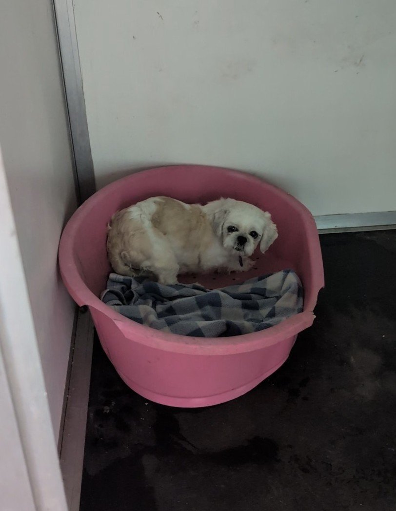 MissingPetsGB's tweet photo. 🐕‍🦺 #MISSING DOG *COTTON* #CEREDIGION AREA
SHIH TZU

📍 Last seen #Llandysul, #SA44
📅 Lost: Saturday 26 September 2026, 9:30am0
🐕 Adult female Shih Tzu, 5 years old
❤️ Red &amp; white
⚠️ Cotton is extremely nervous and is under rescue.

❗ PLEASE DO NOT ATTEMPT TO CATCH HER #WALES https://t.co/oi3xQt64hi