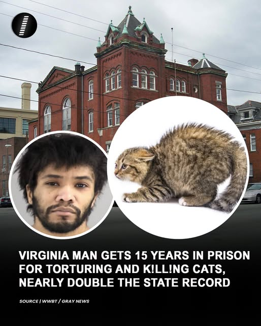 tiger26931's tweet photo. Excellent news from the US just a shame that our UK judges do not do the same!

A Virginia man Rodney Travis Jr. has been sentenced to 15 years in prison for torturing and killing cats as part of an online fraud scheme. https://t.co/HcC4StgS5m