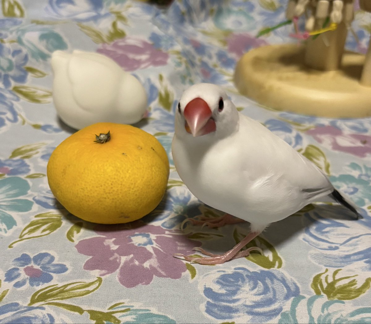 linlinlambuncho's tweet photo. 今日もいっぱい遊んだね！
今はおやすみ中💤
#文鳥 https://t.co/eahoQhNbZr
