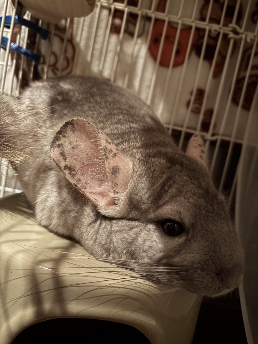 chinULTchilla's tweet photo. 🐭「おもらししちゃったの、でもママはフローリングの上だからギリ許すって🥺ごめんねママ🥺」

おトイレから一番遠い場所でしたから、たぶん間に合わなかったと推測🧐掃除してたら申し訳なさそうに隣りにちょこって座ってたから許した。

#チンチラ　#チンチラのいる暮らし https://t.co/J1MjMSDVYT