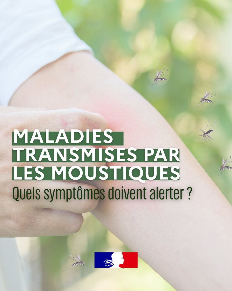 Sante_Gouv's tweet photo. #Moustiques | Quels symptômes doivent vous alerter ?
 
Fièvre, douleurs articulaires, maux de tête, douleurs musculaires, éruption cutanée… certains symptômes peuvent nécessiter une consultation médicale.
🩺 Consultez votre médecin en cas de symptômes. Et si vous êtes malade, continuez à vous protéger des piqûres de moustique pour éviter notamment de transmettre le chikungunya à votre entourage.
 
👉 Plus d’informations sur :
https://t.co/36I56hyRJD
https://t.co/tAWMsNcgd3