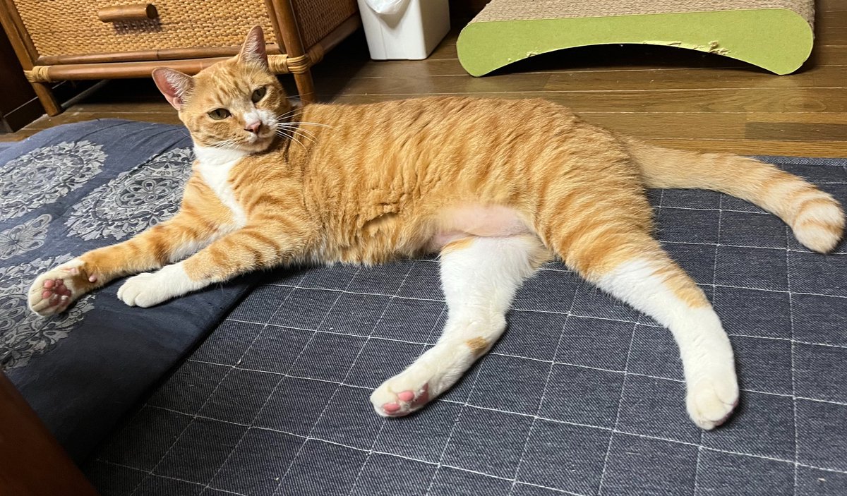 ponrin0830's tweet photo. 9月もあと少しなのに暑い🥵
エアコンの部屋で涼むりんちゃん😺
おやすみなさい😘
#猫好きさんと繋がりたい
#猫のいる暮らし https://t.co/8H47N32VS0