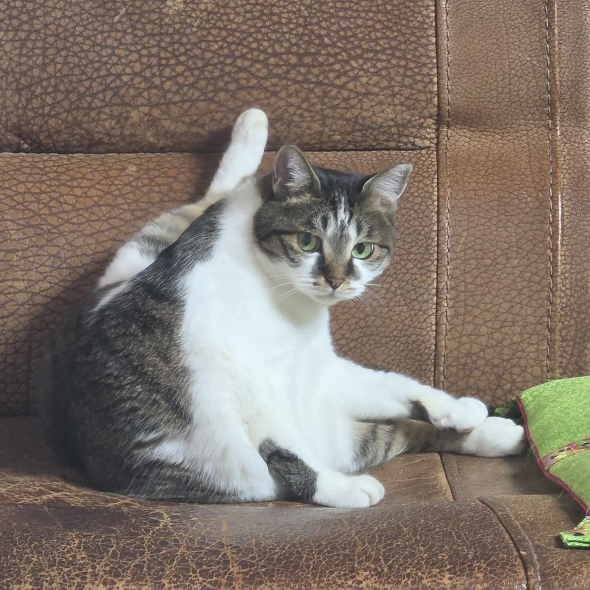 Camellia_thecat's tweet photo. 고양이 놓고 니은자도 모른다 https://t.co/IGosHjOBVE