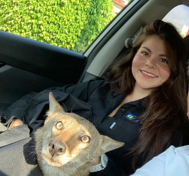 Indie5051's tweet photo. Cuando auxilias a un "perro" callejero pero después te enteras que es en realidad un coyote https://t.co/yZ6K0d51fV