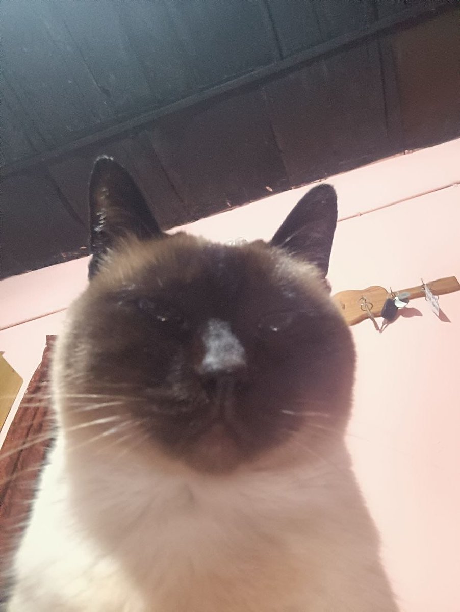 lanolis_'s tweet photo. Mi gata es un meme, agarró el cel para sacar una foto y estaba la camara selfie 😂😍 https://t.co/N05xKluyHe