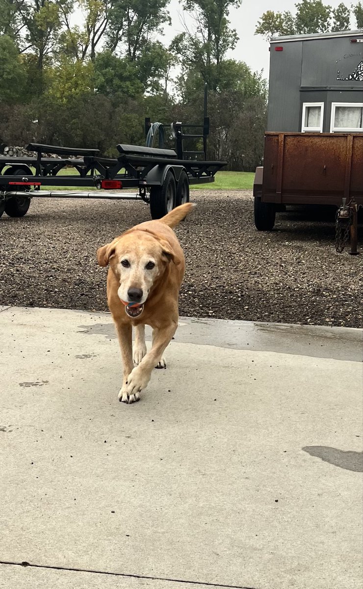 sleepwellCC's tweet photo. It’s a great day to play fetch!🐾⚾️ https://t.co/XaeYsalwYn