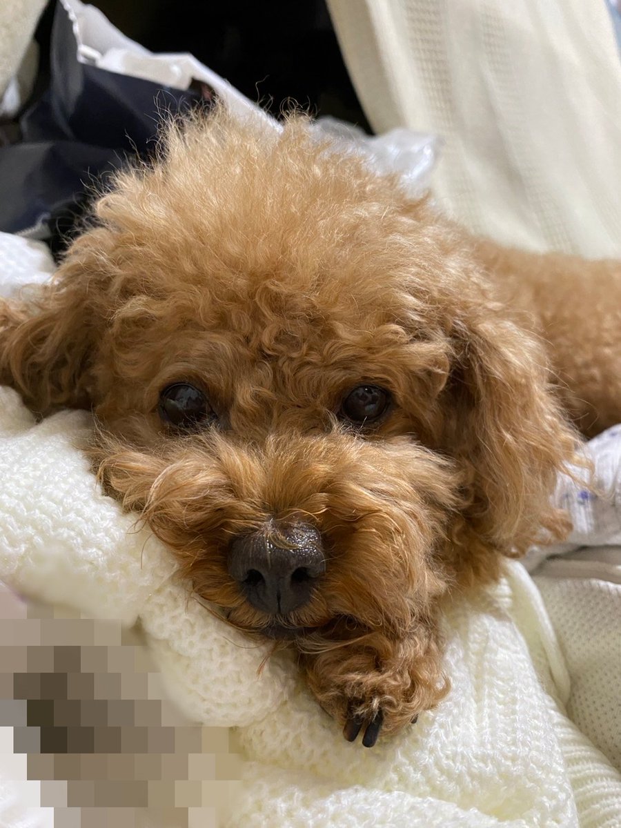 mun____mun's tweet photo. @yukisorapants おはは〜
うちの犬どうぞ！ https://t.co/ZwfOsoCa1D