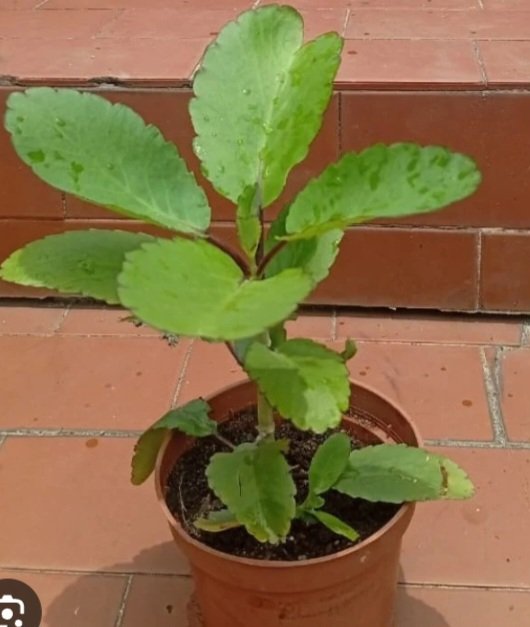 NextNigeriaPre's tweet photo. AFRICA  SCIENCE. CONFIRMED AND VERIFIED. If you are always unlucky &amp; could not boast of at least 1m naira as a man in your account with all your hustle. Get this leave - miracle leave .alligator pepper 7 seeds .before taking to anybody in d morning eat it and pray .Do it 3 days. https://t.co/7kcnB17xSs