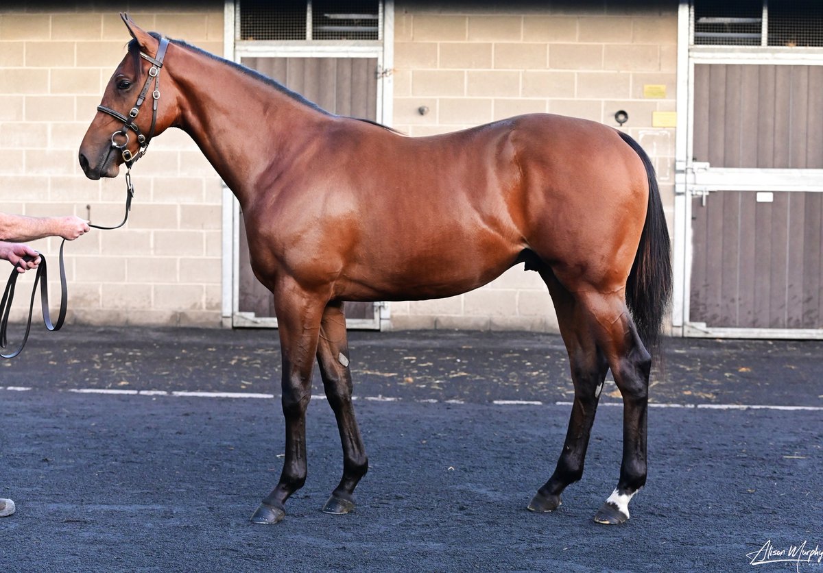 coolmorestud's tweet photo. Another exciting result for LITTLE BIG BEAR! 🐻

A half-brother to Gr.3 winner Diego Ventura, from the family of Gr.1 winner Mercalle, sells for €120,000 to @grovestud / @StablesFarm.

Consigned by Galbertstown Stables.

#CoolmoreSires #HomeOfChampions #SuccessattheSales https://t.co/j24X1MKlRJ