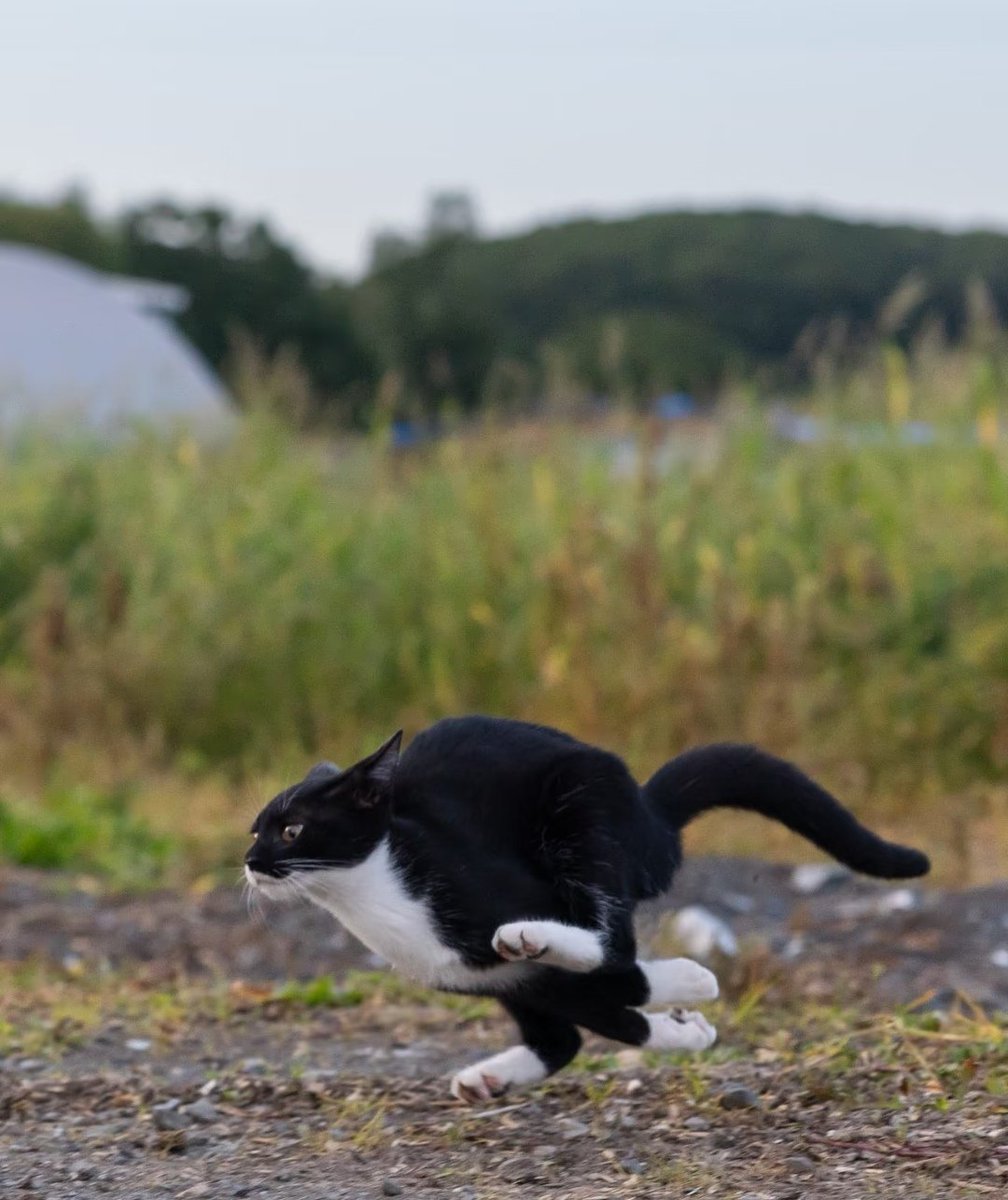 DailyCatsX's tweet photo. https://t.co/66Mads6e6Z