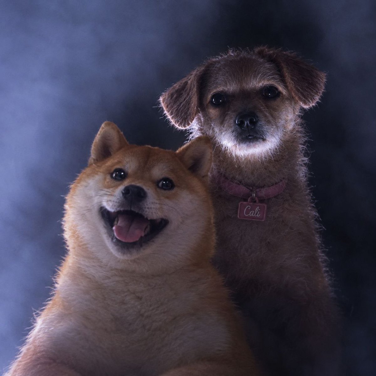 RafelineK's tweet photo. $DOGE and solana:8k4sBtEeK4pf26noKqApv8NBTnuSJcbdwpKYknk5PbAA will both be trading above $1, and there’s nothing you can do about it.

It’s a destiny, accept it. https://t.co/GcvT16iHuc