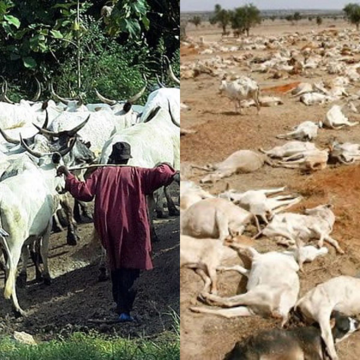 Abdul_Ahmad_'s tweet photo. Fulani are not the cause of ethnicity crisis in Plateau state. They're not solely to blame. They're the victims. When you look back to the root of the crisis, you'll realise.

Historically, Fulani pastoralists did not just wander into Plateau State. They settled peacefully in places like Barkin Ladi, Riyom, and Mangu in the early 1900s during the British colonial era. They lived side by side with indigenous groups like the Berom and Mwaghavul, trading beef and milk for farming goods.

The crisis began when traditional rulers and local politicians started labelling Fulani as "settlers" and "strangers." This label was used to deny them political representation, free farming and grazing, and land ownership rights despite paying taxes, land ownership, and their numbers. 

Even though the Fulani population grew significantly in areas like Barkin Ladi, they completely submitted to the traditional rule of Riyom rulers and Berom chiefs (like the Attah Aten or Gbong Gwom Jos). They paid traditional levies and respected local leadership, showing a willingness to integrate peacefully under indigenous authority.

Long before the era of gun violence, conflicts were resolved through a local system called Ardo (Fulani leader) and village chief mediation. If a herder’s cows accidentally damaged a Berom farmer’s crops, the Fulani community traditionally paid heavy financial compensation quietly and peacefully to maintain the peace, even when local chiefs inflated the prices unfairly.

That's not just it. The tribes escalate from labelling and fairless judging to systematic asset theft. Security agencies have frequently intercepted armed tribesmen tracking stolen and slaughtered livestock. Roadblock killings and ambushes became normalised by the tribes. In the 1980s and 1990s, local youth gangs began cattle rustling and carrying out isolated killings of young Fulani herd boys in the bushes.

Despite the above acts, Fulani were still maintaining peace. For years, the Fulani leaders chose not to fight back. Instead, they took their grievances to the police and local government chairmen, believing the state would protect them. But silence they heard. 

The transition from tolerance to retaliation didn't happen until when major ethno-religious crises in Jos spilled into rural areas like Barkin Ladi and Mangu in 2001 and 2008 Jos riot. During these crises, unarmed Fulani families who had nothing to do with urban politics were systematically targeted, their homes burned, and their cattle slaughtered.

After losing thousands of cows and hundreds of lives in these crises, no local attackers were prosecuted. They were now cocksure that the gov't is not neutral. So they stood for themselves. Another main thing that affected fulani was modern knowledge. They were cheated by the law. 

And again, the media is biased. When a farming village is attacked, it makes international headlines. However, when unarmed Fulani herders, women, and children are massacred in isolated settlements, the media remains silent or labels the actors as "Unknown gunmen," but if a farming village is attacked, then its undoubtedly Fulani. Haba. This crisis will end only if the gov't want so. 

Justice for Fulani.