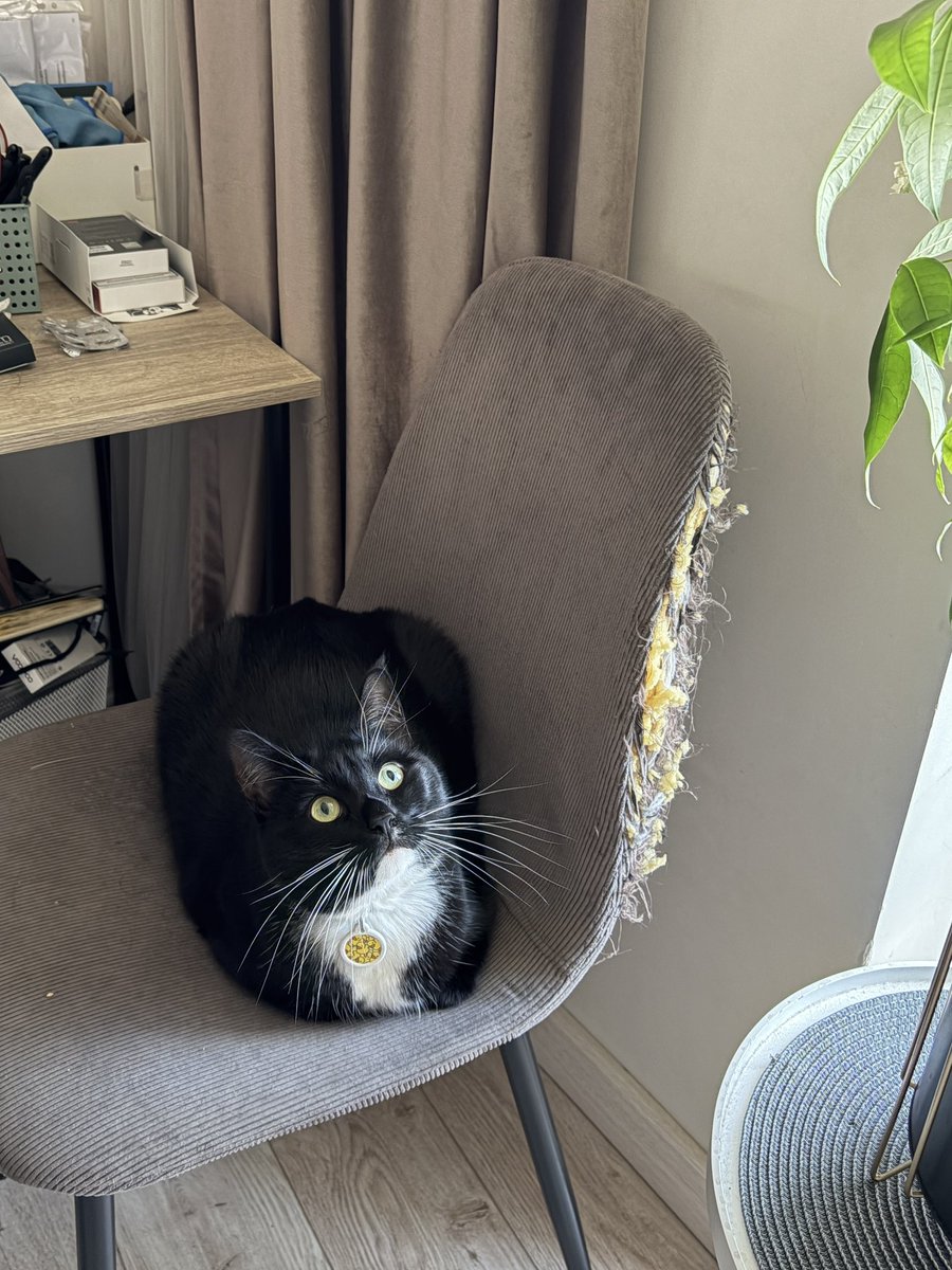 jackjeka's tweet photo. Розмах вусів цього кота більший за ширину самого кота 😳 https://t.co/kAqLn2Ozhm