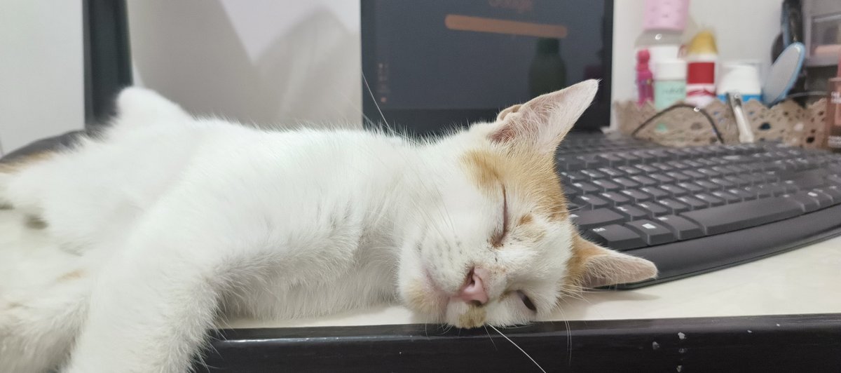 DearMeLyliaa's tweet photo. My beloved son, ciki 😽
#CatsAreFamily https://t.co/tvZJWlMoXt