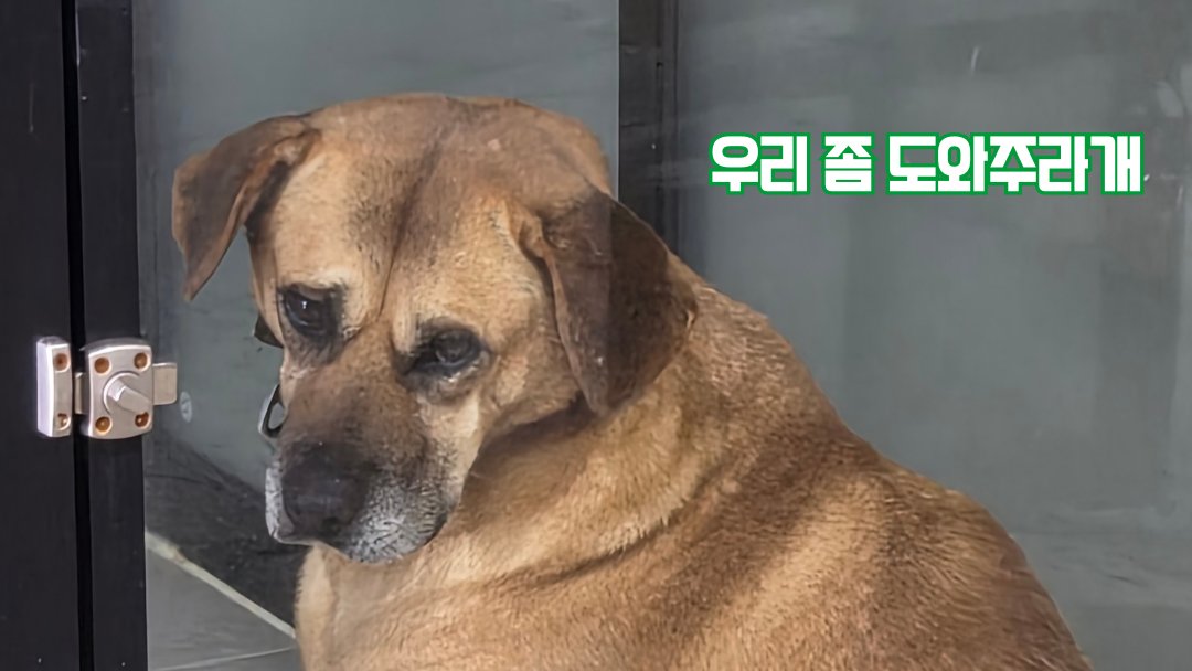 ARK_yellows's tweet photo. 우리 좀 도와주세요.
더 많은 친구들이 입양의 기회를 가질 수 있도록,
끔찍한 개농장에서 한 아이라도 더 구조될 수 있도록
도와주세요. https://t.co/Sl6jqGQQYT