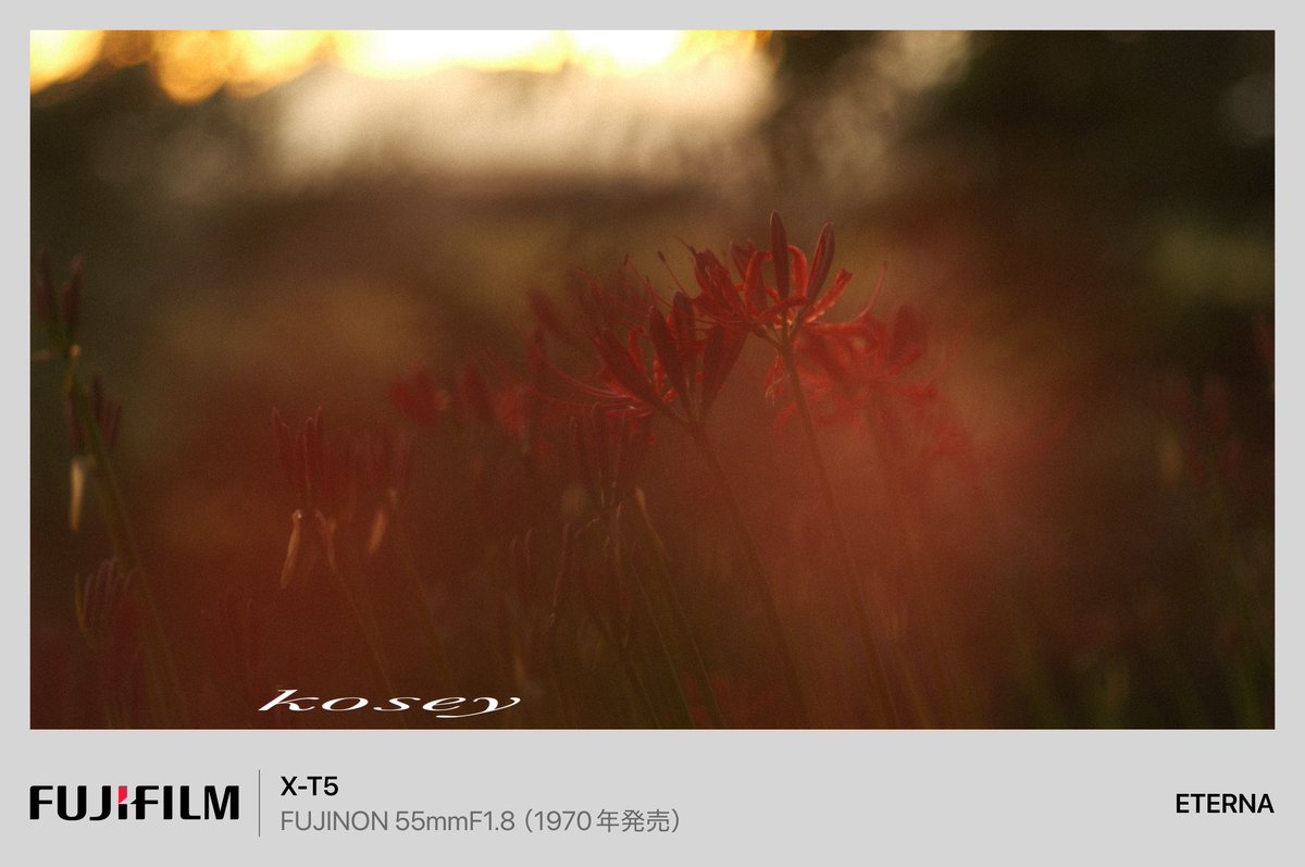 kosey0325's tweet photo. 彼岸花は、大きく主張することなく、静かな場所で静かに咲いてるイメージがあり、そういう光景を見ると、カメラを持つ手に力が入ってきます。
そのため、ガツンと彼岸花を主張させないように撮影をしました。

#彼岸花 #曼珠沙華 #写真好きな人と繋がりたい #写真で伝えたい私の世界 #宮城県 https://t.co/p6HjmOfHoX