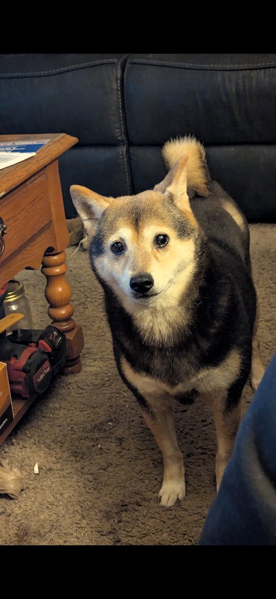 MAGApizzy's tweet photo. Feeling so defeated and depressed. It's been 12 days since I last saw my girl. My heart is broken and all I wanna do is give her kisses. All the kisses. If anyone in Louisville, KY sees this, please share it so we can bring my baby home. https://t.co/DNzJAwQU2R