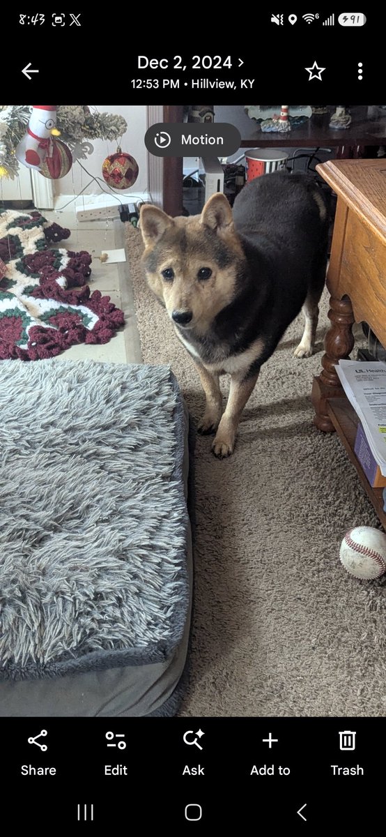 MAGApizzy's tweet photo. Feeling so defeated and depressed. It's been 12 days since I last saw my girl. My heart is broken and all I wanna do is give her kisses. All the kisses. If anyone in Louisville, KY sees this, please share it so we can bring my baby home. https://t.co/DNzJAwQU2R