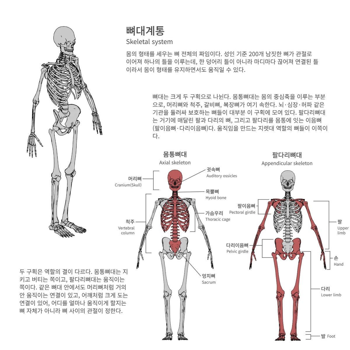 anatobase's tweet photo. 몸의 형태를 세우는 뼈 전체의 짜임이다. ���인 기준 200개 남짓한 뼈가 관절로 이어져 하나의 틀을 이루는데, 한 덩어리 틀이 아니라 마디마다 끊어져 연결된 틀이라서 몸이 형태를 유지하면서도 움직일 수 있다.

https://t.co/hNoutdjfrk

#뼈대계통 #머리뼈 #척주 https://t.co/vYHrGoMevN