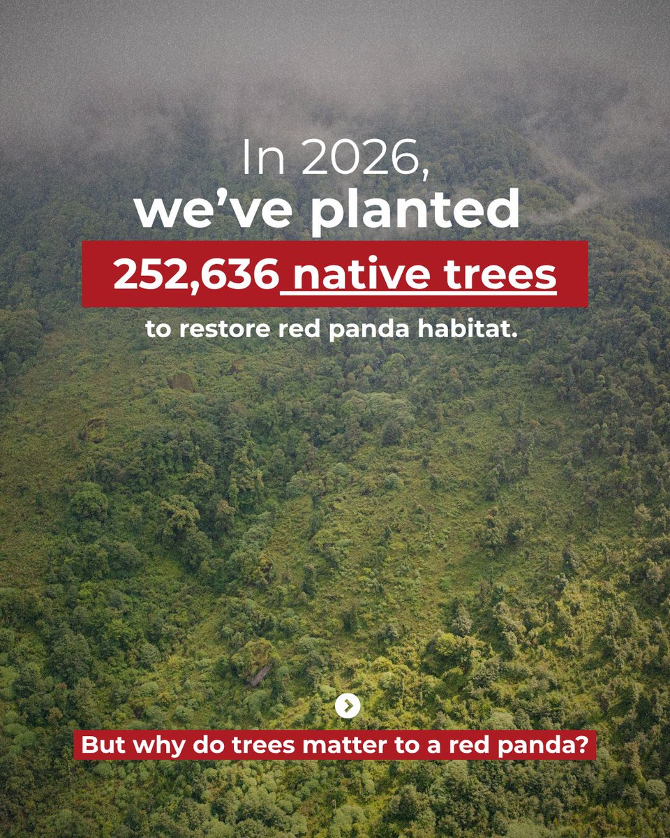 RedPandaNetwork's tweet photo. Happy Plant a Tree Day! 

#PlantaTreeDay https://t.co/y6x99mq0oF