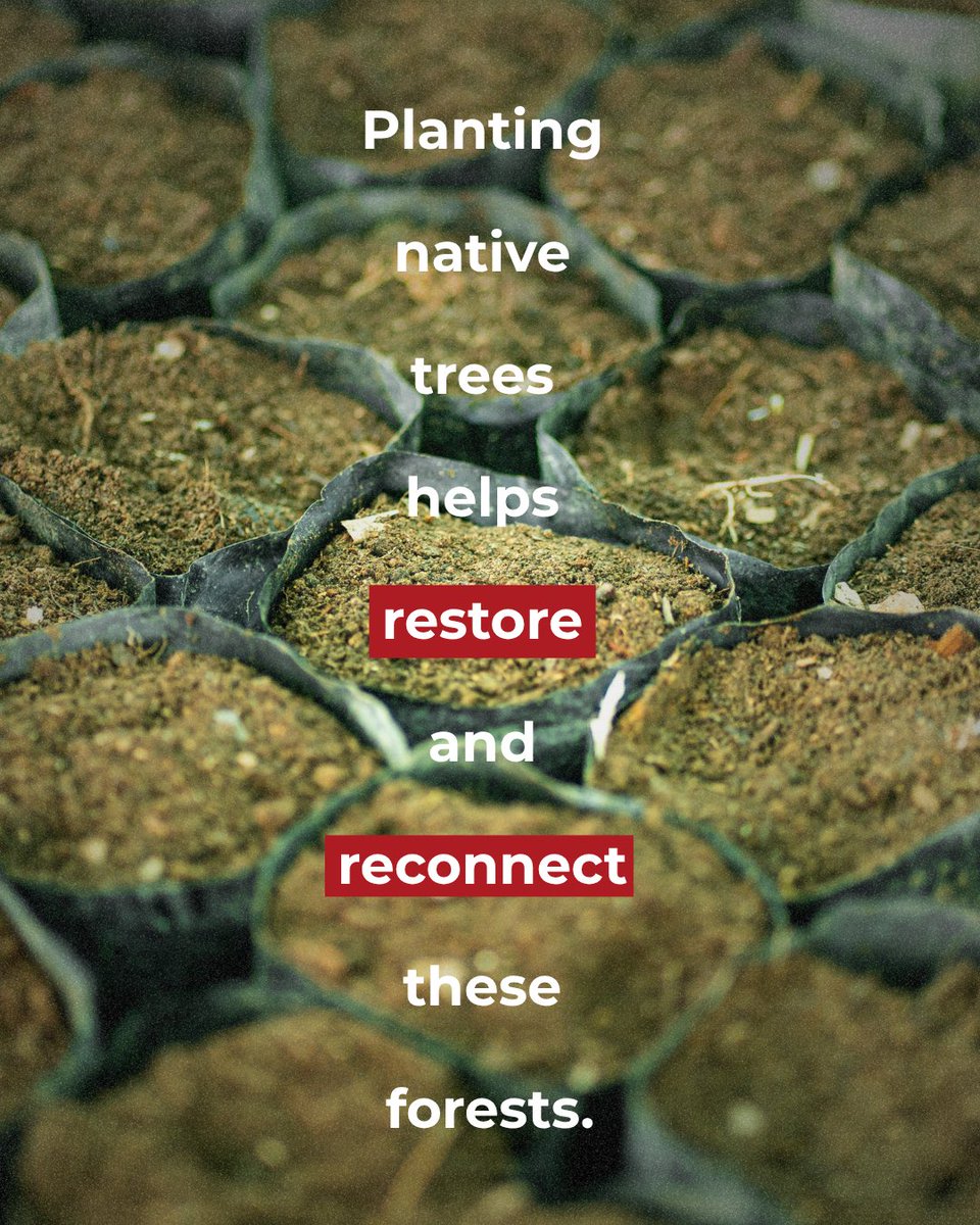 RedPandaNetwork's tweet photo. Happy Plant a Tree Day! 

#PlantaTreeDay https://t.co/y6x99mq0oF