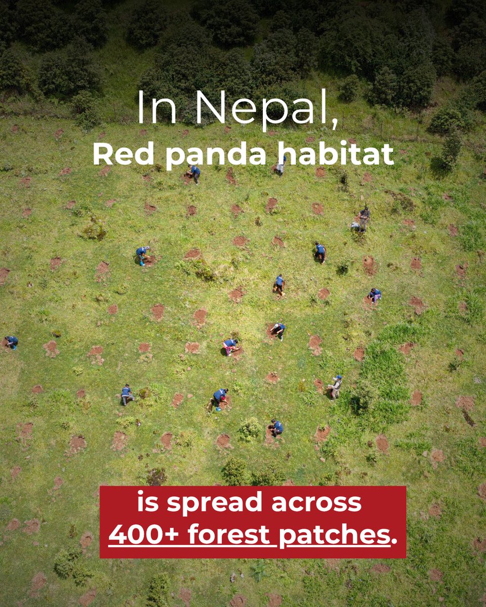 RedPandaNetwork's tweet photo. Happy Plant a Tree Day! 

#PlantaTreeDay https://t.co/y6x99mq0oF