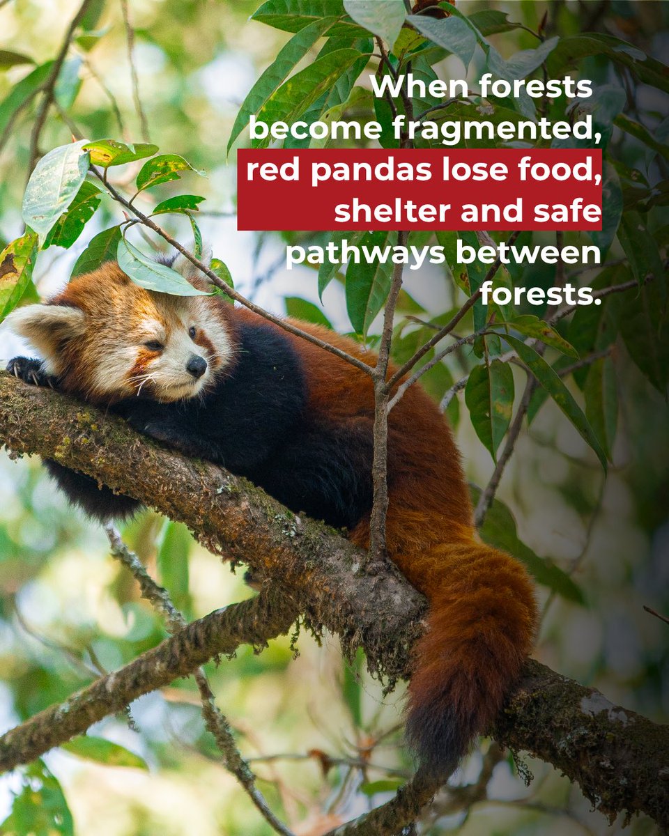 RedPandaNetwork's tweet photo. Happy Plant a Tree Day! 

#PlantaTreeDay https://t.co/y6x99mq0oF