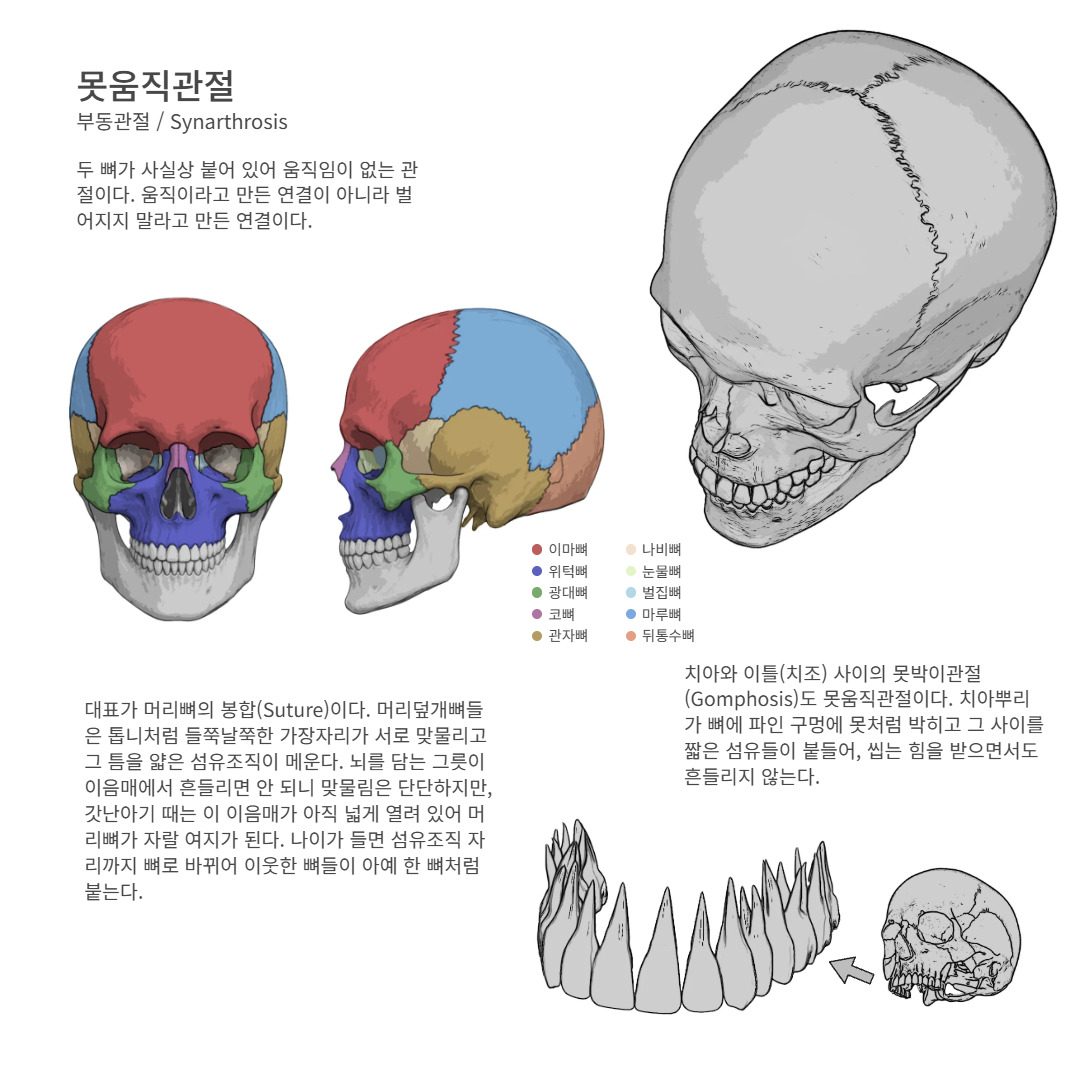 anatobase's tweet photo. 두 뼈가 사실상 붙어 있어 움직임이 ��는 관절이다. 움직이라고 만든 연결이 아니라 벌어지지 말라고 만든 연결이다. 대표가 머리뼈의 봉합(Suture)이다.

https://t.co/bAuVSZdkki

#못움직관절 #이마뼈 #위턱뼈 https://t.co/d5o1ICSpwE